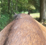 Close-up of withers. Notice how the mane is pushed to the left by the over developed muscles on the right.