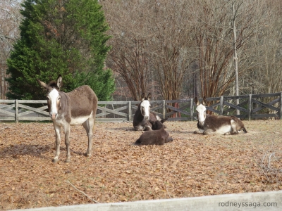donkeys 12 3 2014
